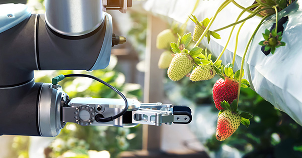 A robot arm is picking strawberry in the greenhouse