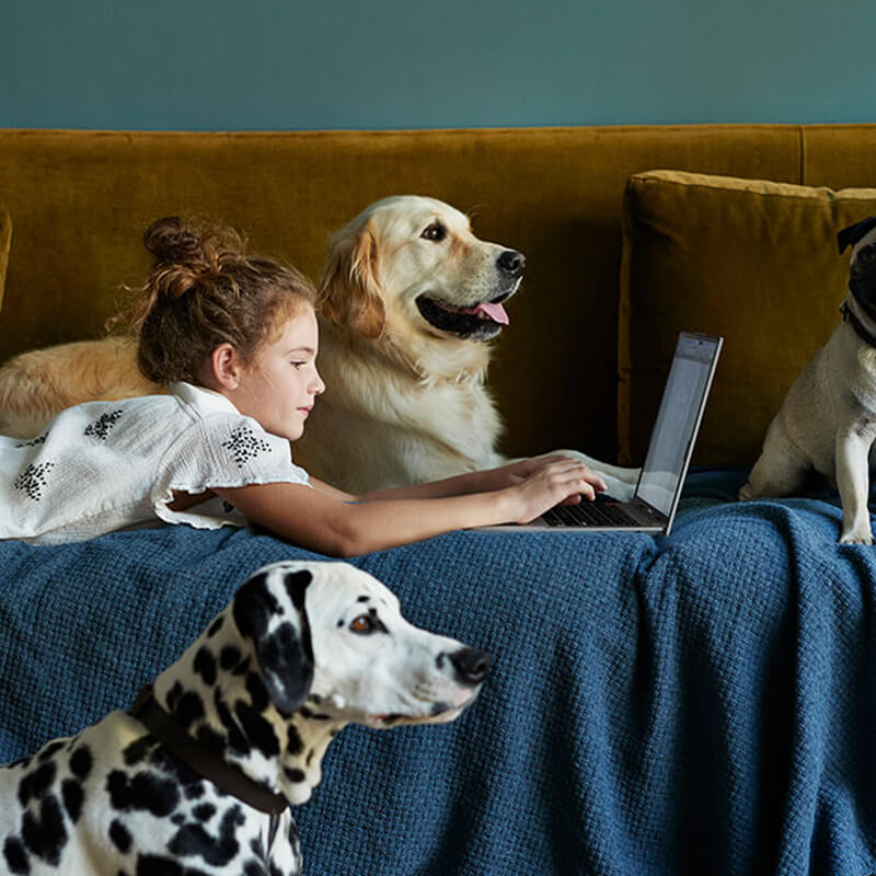 A young girl using a laptop on the sofa, surrounded by three dogs