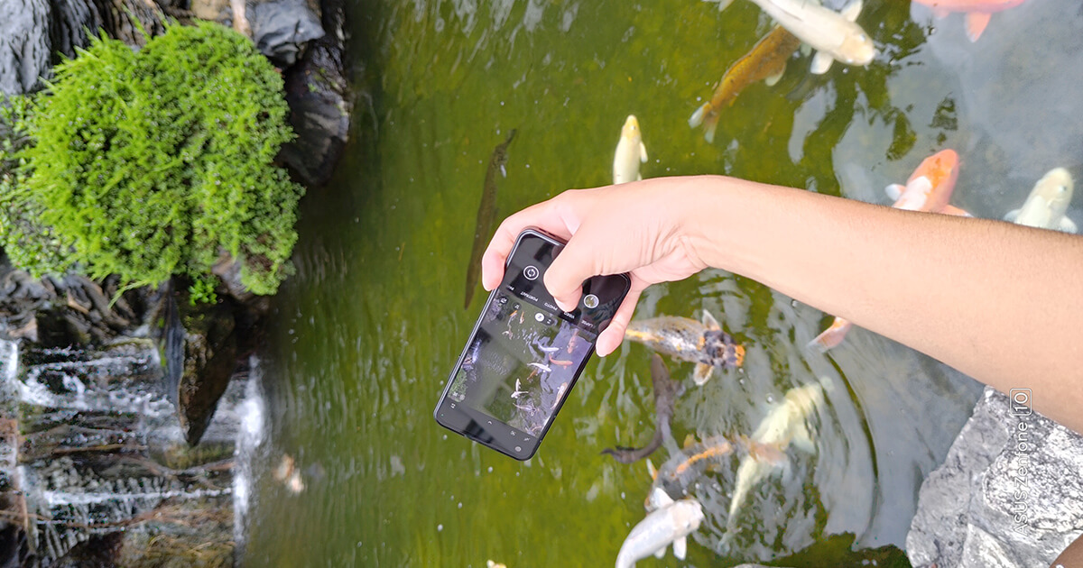 a person holding a Zenfone 10 horizontally with one hand while taking pictures of fish in a pond.