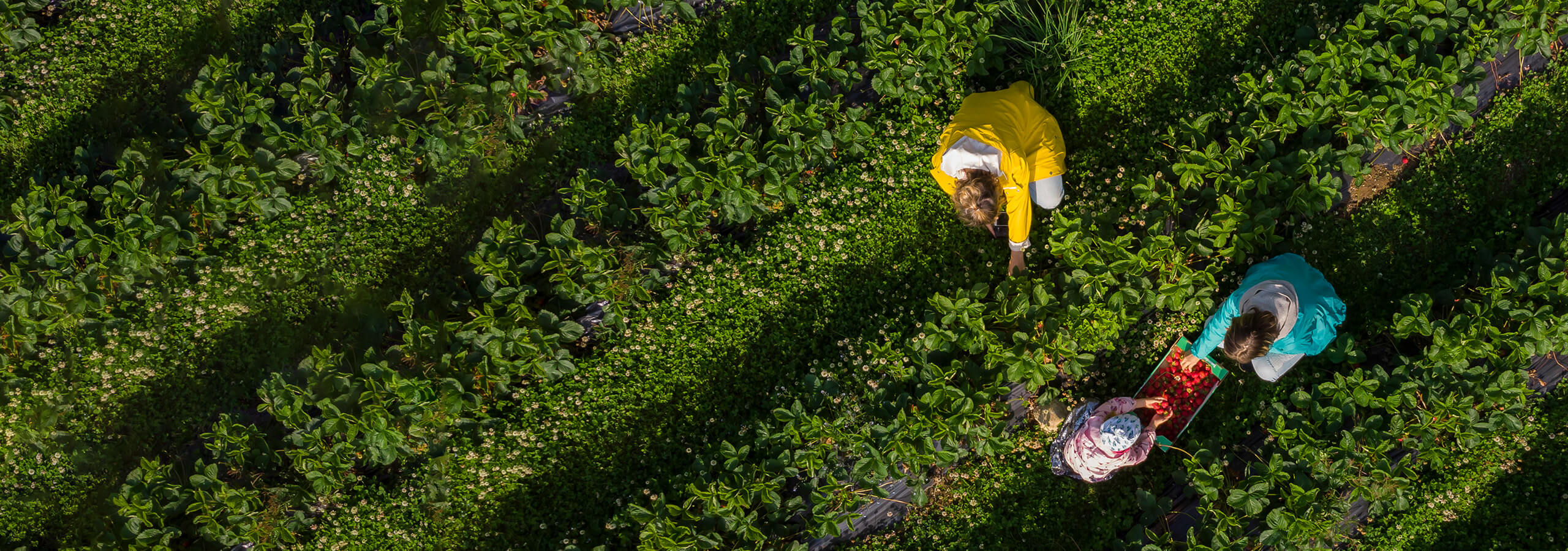 Three people harvest in a green field from bird eye views