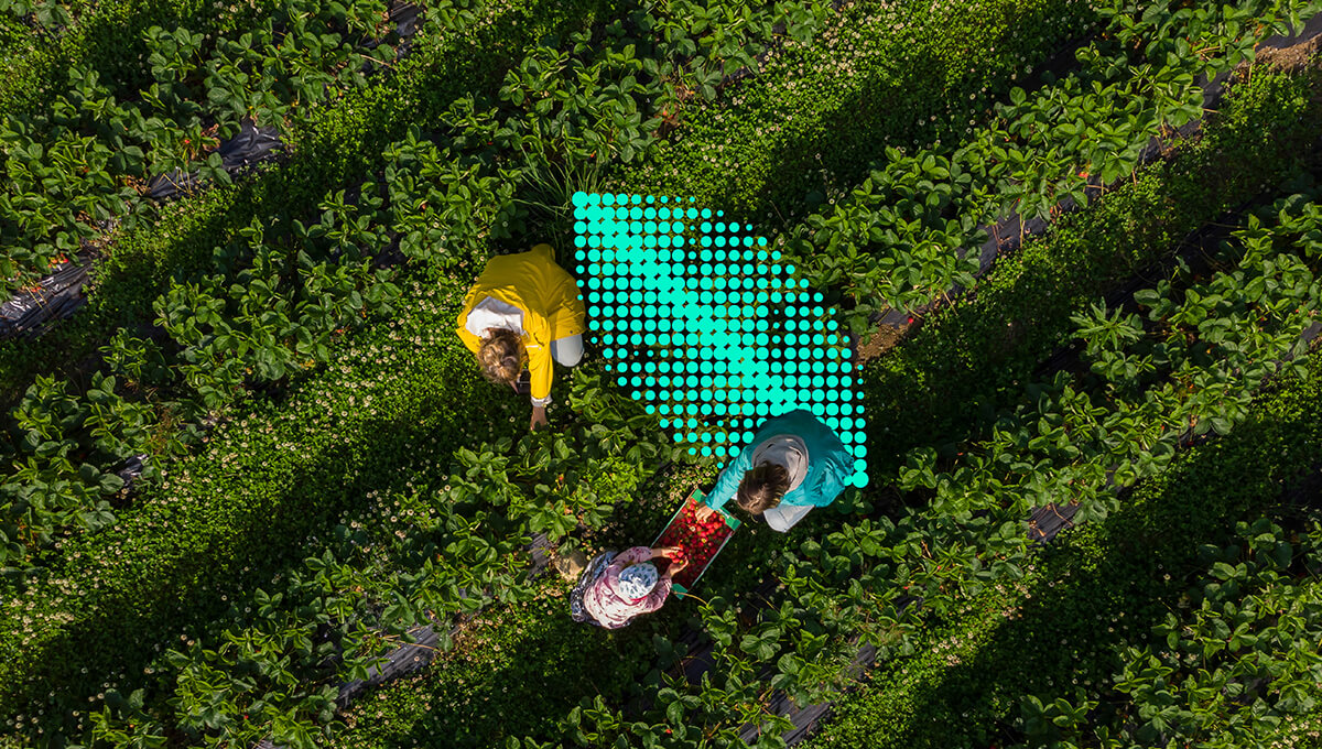 Three tea farmers are seen from a bird’s eye view in a tea leaf farm, and a green leaf symbolizing sustainability is in the center of the image.