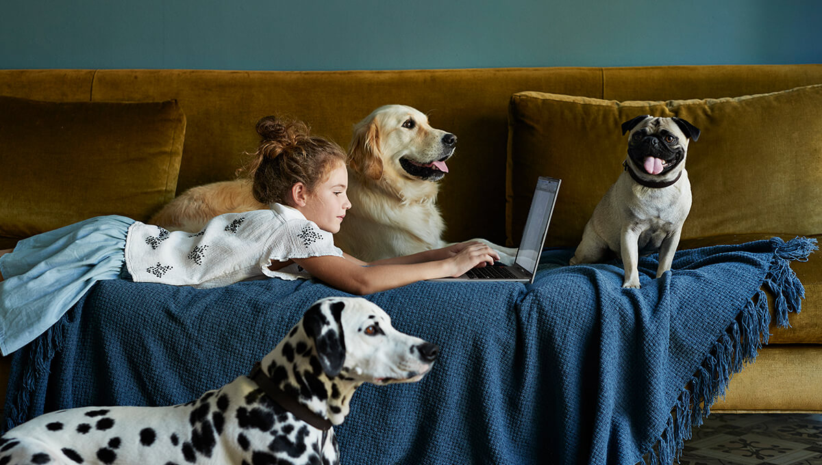 A young girl using a laptop on the sofa, surrounded by three dogs