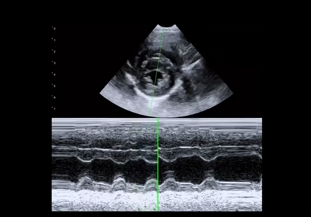 LU800 Jack Russell Terrier_cardiac_M mode ultrasound image