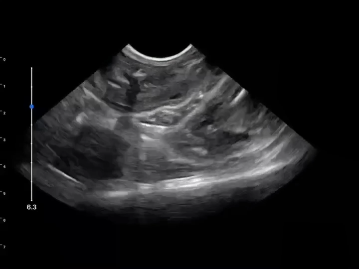 LU800 Feline_Pregnant 40 days ultrasound image