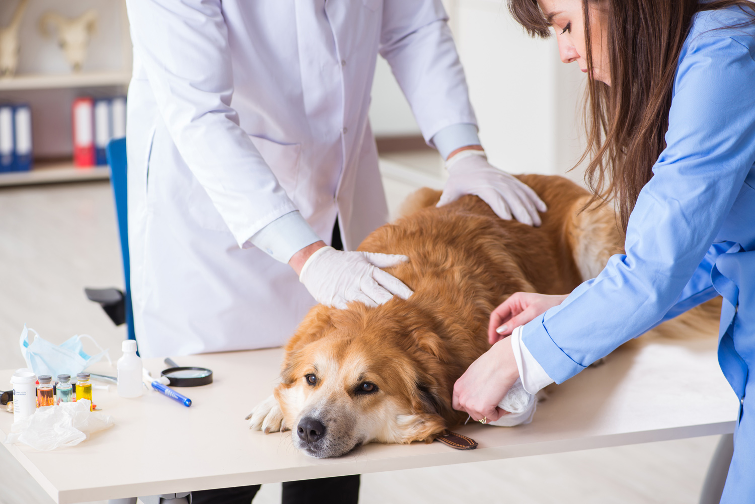 Empowering Veterinary Care through Ultrasound Vision, Scan For Emergency Patients