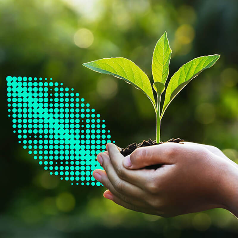 A seedling is sprouting from a handful of soil held in the palm of a person’s hands in front of a blurred forest background.