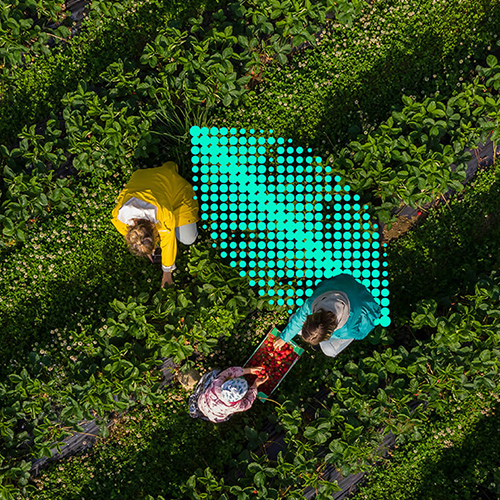 Three tea farmers are seen from a bird’s eye view in a tea leaf farm, and a green leaf symbolizing sustainability is in the center of the image.