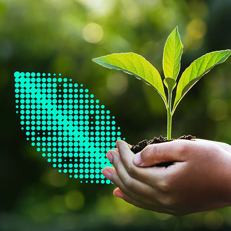 A seedling is sprouting from a handful of soil held in the palm of a person’s hands in front of a blurred forest background.